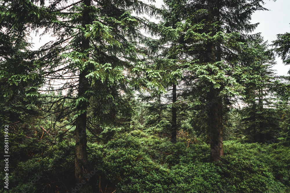 Green forest in moody weather in Jizera mountain, Czech republic Green forest in moody weather in Jizera mountain, Czech republic