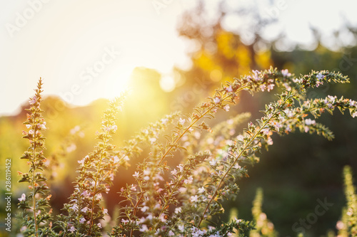 thyme plant in garden . sunset scene with sun in background