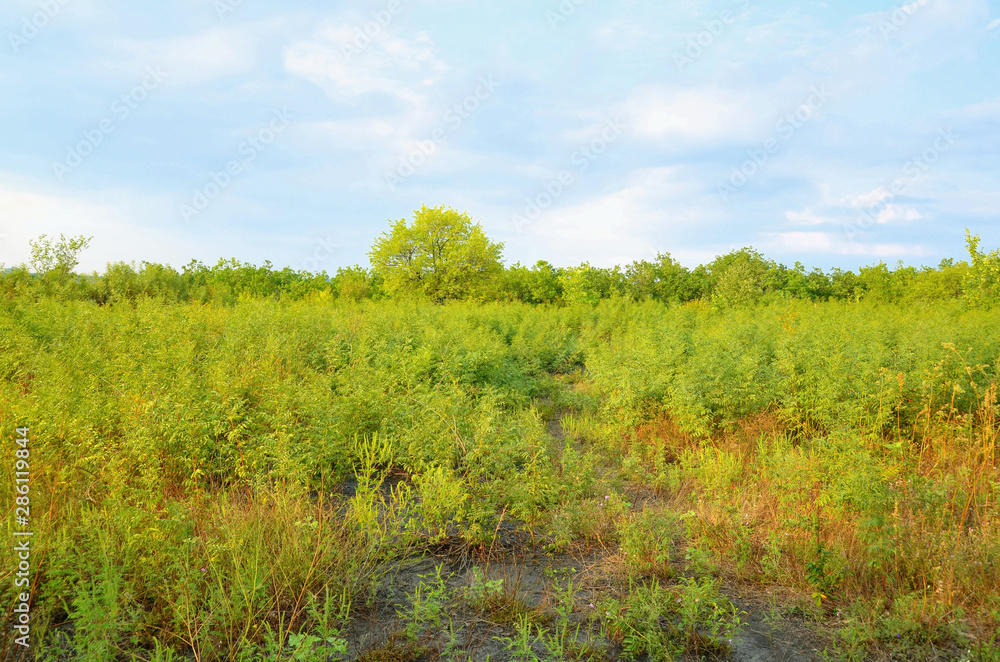 Fototapeta premium Glade consists of low bushes against a blue cloudy sky.