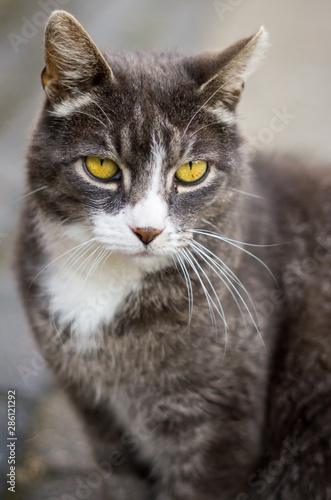 Fototapeta Naklejka Na Ścianę i Meble -  Cat. Just a normal neighbourhood cat, grey with yellow eyes.