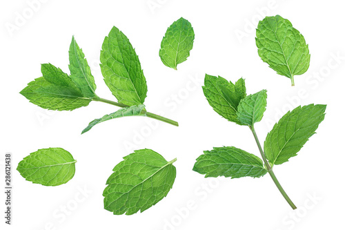 fresh green mint leaves isolated on white background, top view. Flat lay photo
