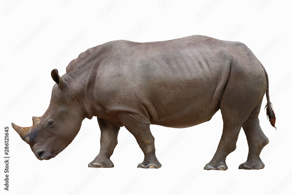 Rhinoceros isolated on white background. Rhinoceros isolated on white background.