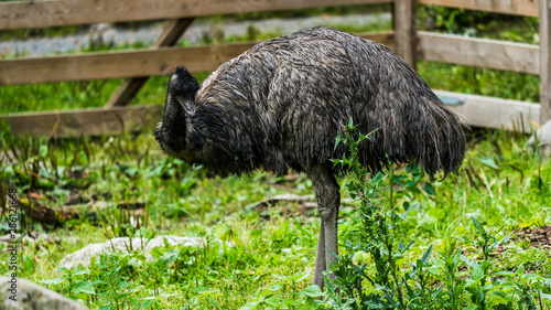 Emu na polanie
