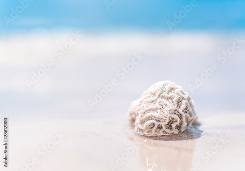 Dead coral thrown out by waves on a sandy beach