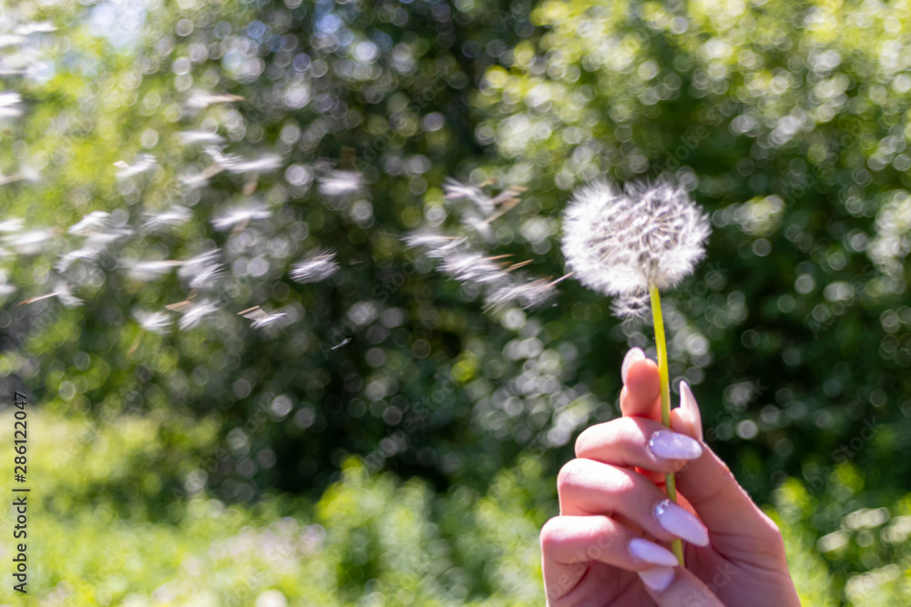 Fototapeta premium Happy beautiful woman blowing dandelion over sky background, having fun and playing outdoor, teen girl enjoying nature, summer vacation and holidays, young pretty female holding flower, wish concept