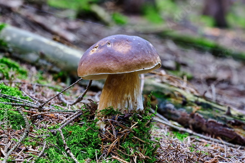 Boletus edulis edible mushroom in forest