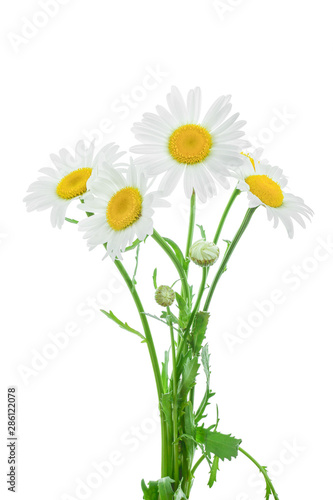 one chamomile or daisies with leaves isolated on white background