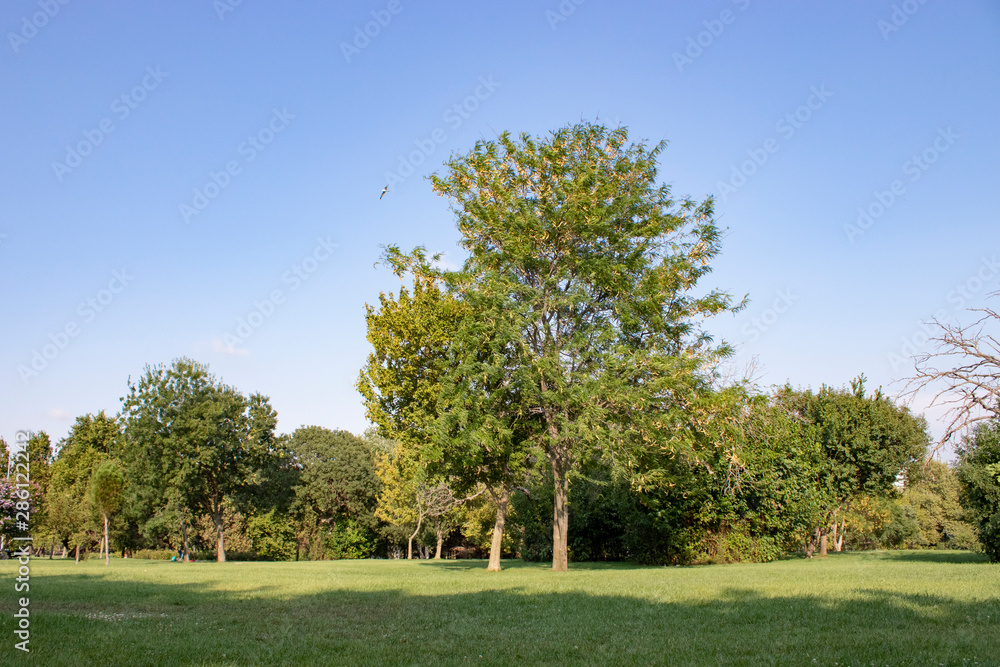 Tree and leafs in beautiful green nature garden, natural color background Tree and leafs in beautiful green nature garden, natural color background