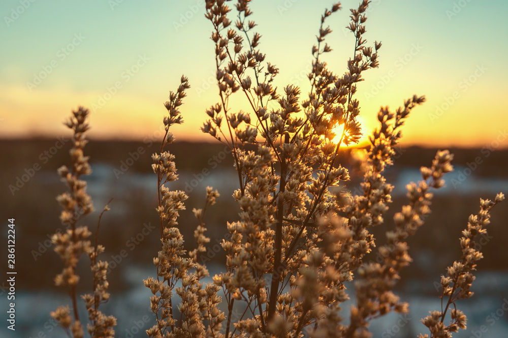 Obraz premium dry plant on the background of the sunset sky