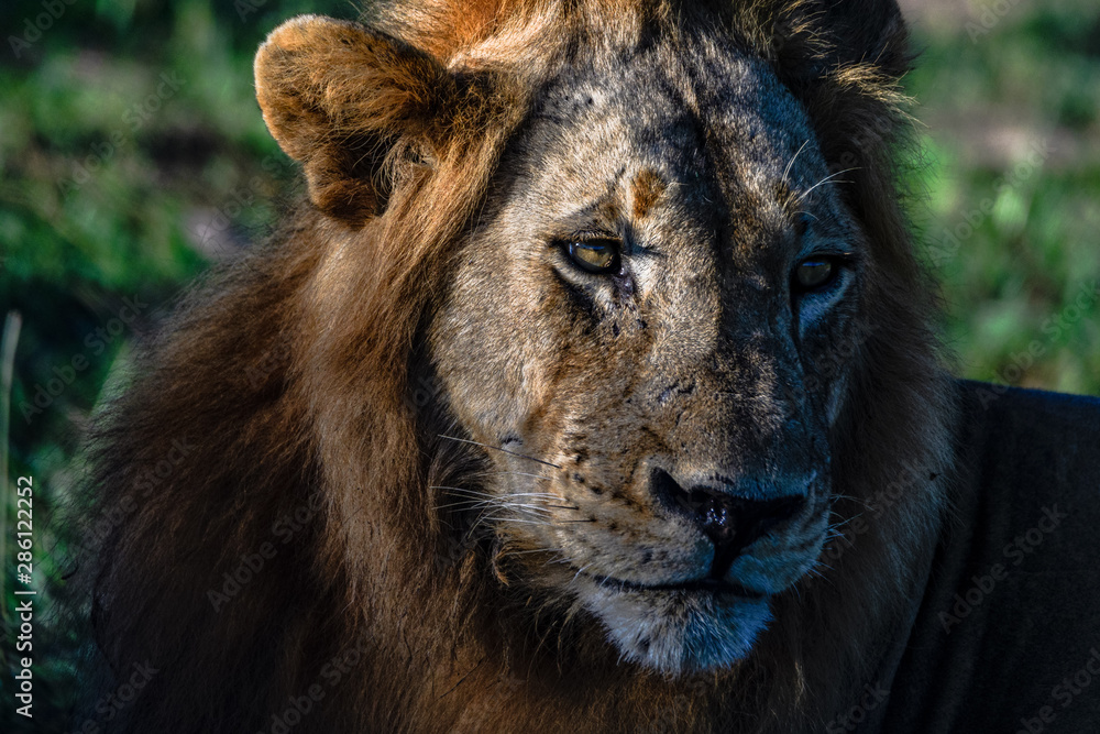 Fototapeta premium Lionshead