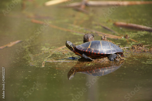 Painted turtle (Chrysemys picta) along edge of wetland, French Basin trail, Annapolis Royal, Nova Scotia, Canada,