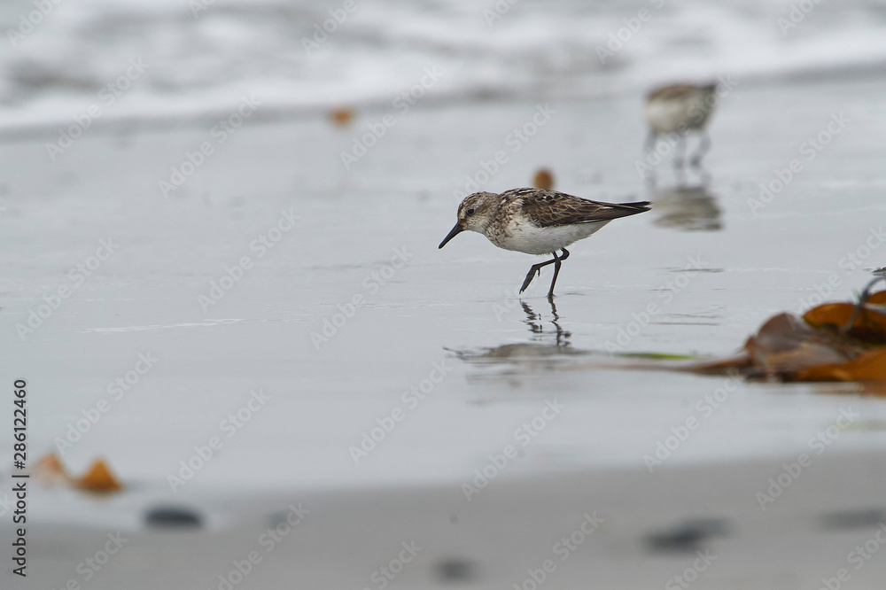 Semipalmated Sandpiper (Calidris pusilla) Cherry Beach, Nova Scotia, Canada Semipalmated Sandpiper (Calidris pusilla) Cherry Beach, Nova Scotia, Canada