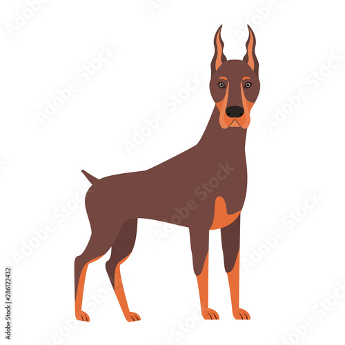 cute doberman dog on white background