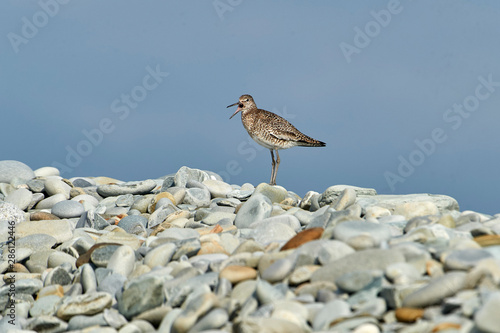 Willet (Catoptrophorus semipalmatus) perched on pebbles, Cherry Beach, Nova Scotia, Canada