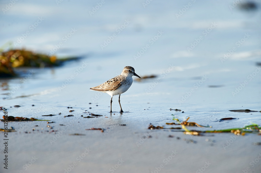 Semipalmated Sandpiper (Calidris pusilla), Cherry Hill Beach, Nova Scotia, Canada Semipalmated Sandpiper (Calidris pusilla), Cherry Hill Beach, Nova Scotia, Canada