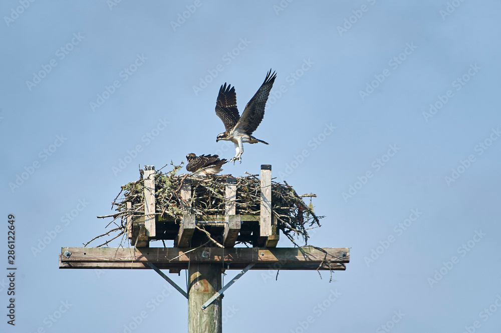 Young Osprey (Pandion haliaetus) tests it’s wings while learning to fly at nest on artificial nesting perch, Petite Riviere, Nova Scotia, Canada Young Osprey (Pandion haliaetus) tests it’s wings while learning to fly at nest on artificial nesting perch, Petite Riviere, Nova Scotia, Canada