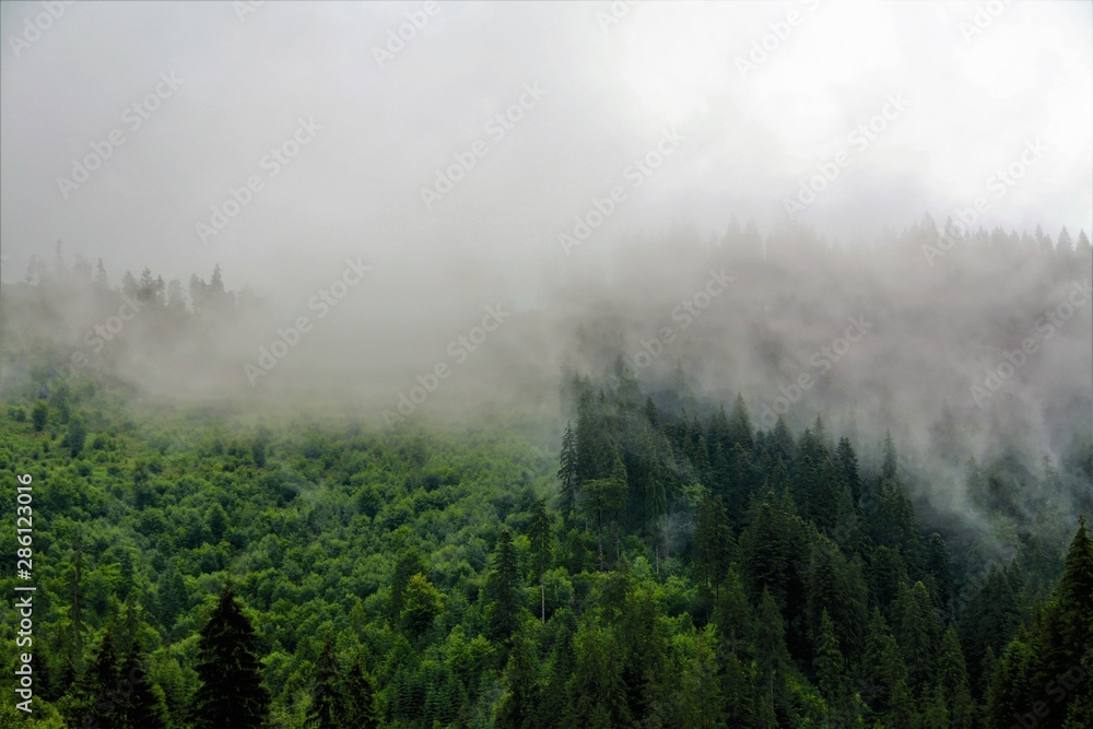 clouds descended on the forest