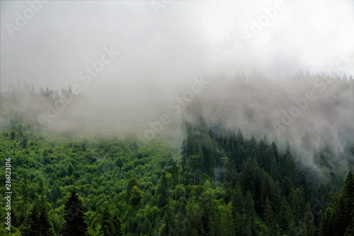 clouds descended on the forest