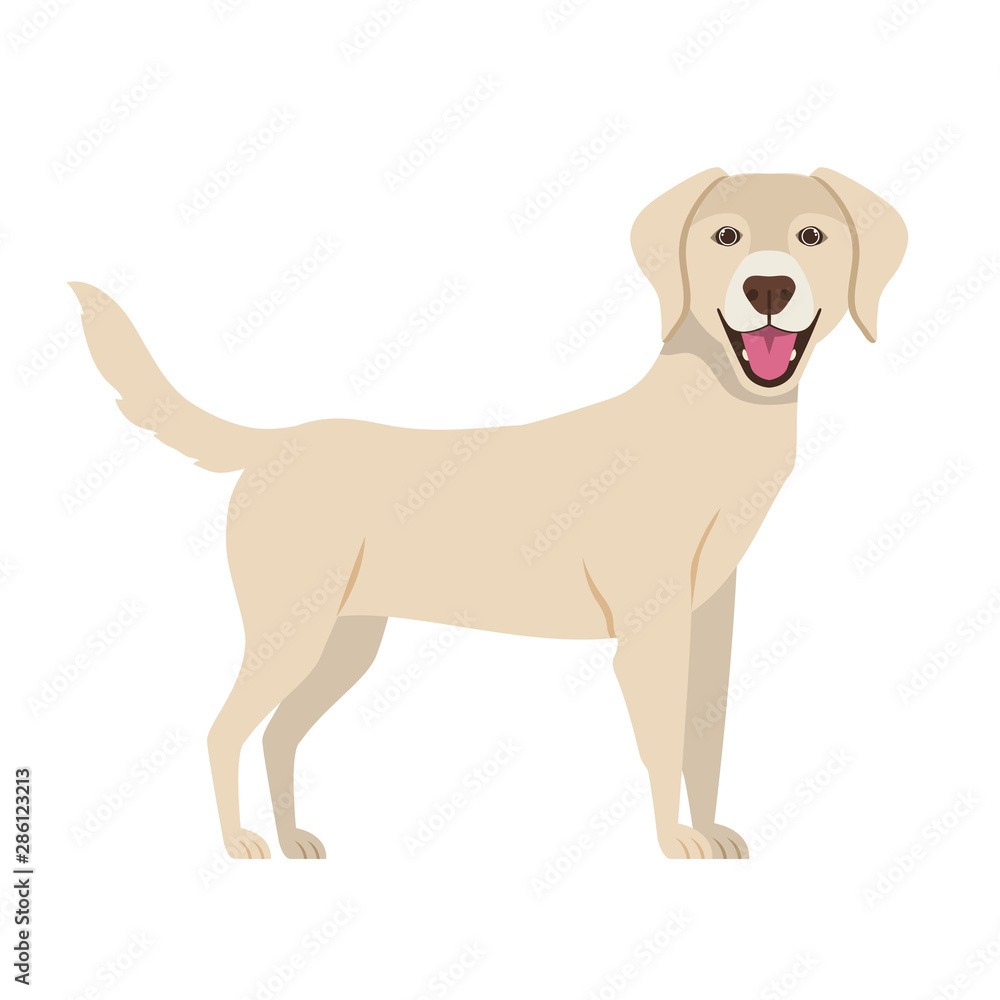 cute labrador retriever dog on white background cute labrador retriever dog on white background