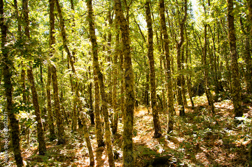 Green Forest Zamora 