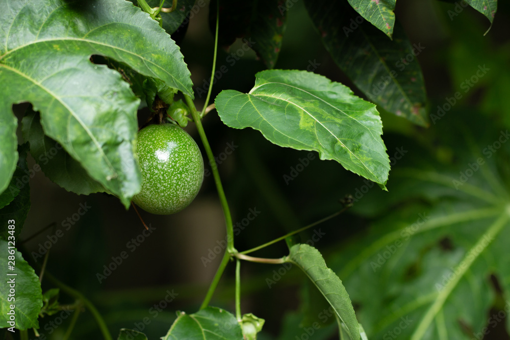 Close up of passion fruit on the vine Close up of passion fruit on the vine