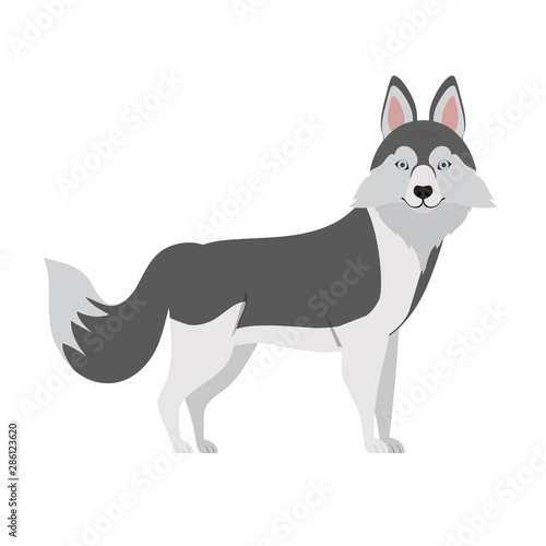 cute lobo siberiano dog on white background