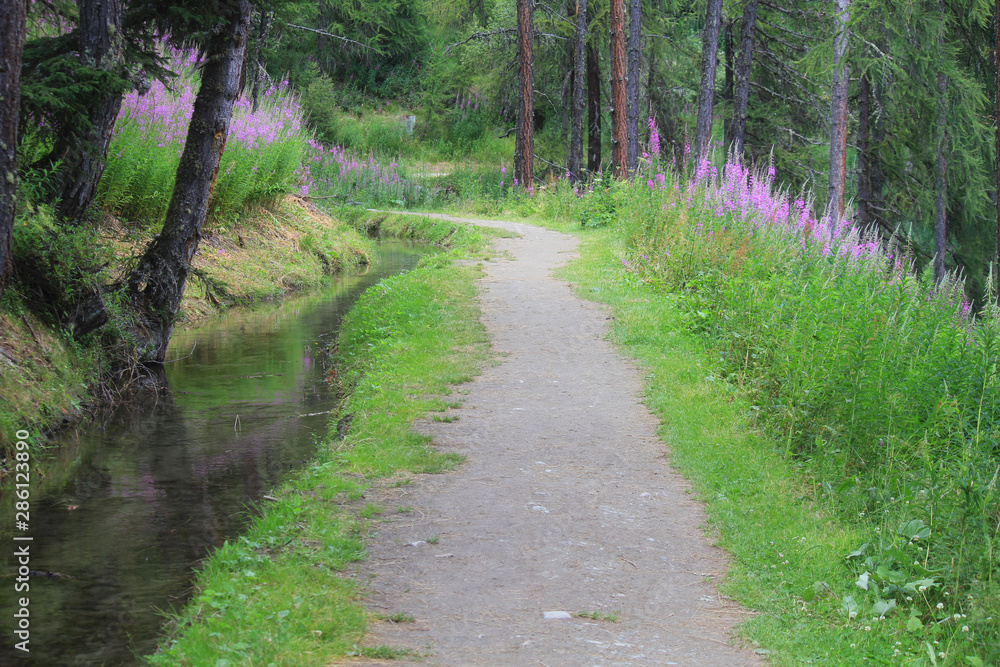 mountain path near a stream mountain path near a stream
