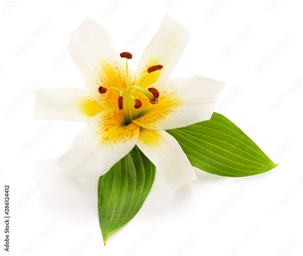 One white lily. One white lily.