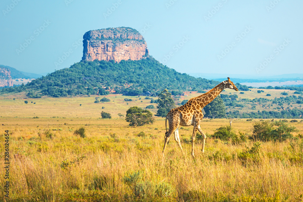 Naklejka premium Żyrafa (Giraffa Camelopardalis) spacerująca po afrykańskiej sawannie z formacją geologiczną w tle wewnątrz rezerwatu Entabeni Safari w prowincji Limpopo w RPA.