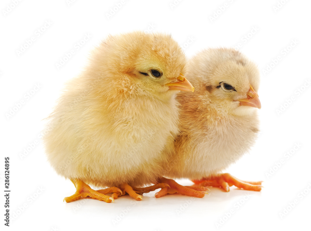 Obraz premium Yellow little chickens.