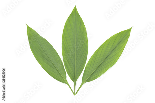 3 beautiful fresh ginger leaves on white background