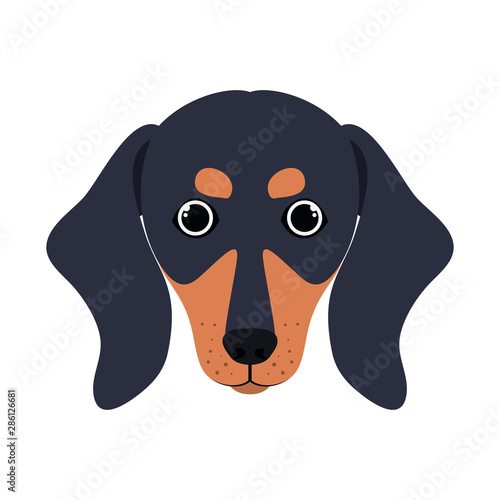 head of cute dachshund dog on white background