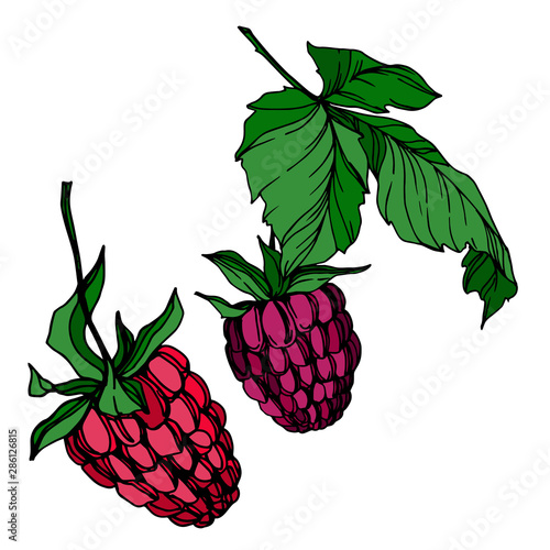 Vector Raspberry healthy food fresh berry isolated element. Black and white engraved ink art.