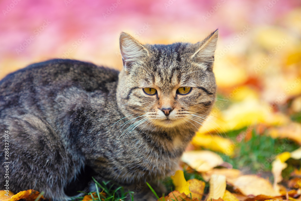 Cute gray cat sitting on the fallen leaves in the autumn garden