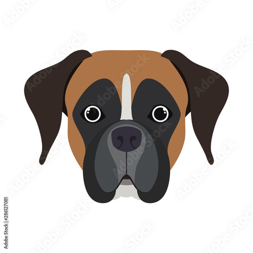 head of cute boxer dog on white background