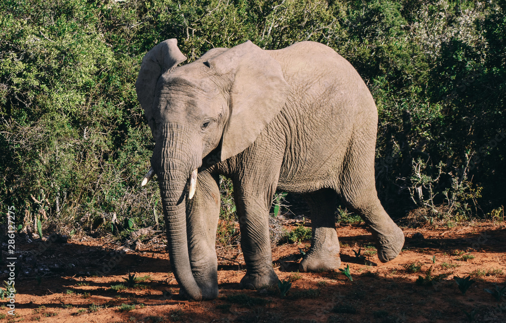 side view of african elephant walking against lush green vegetation