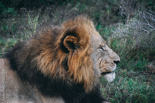profile view of head of male adult lion against green vegetation