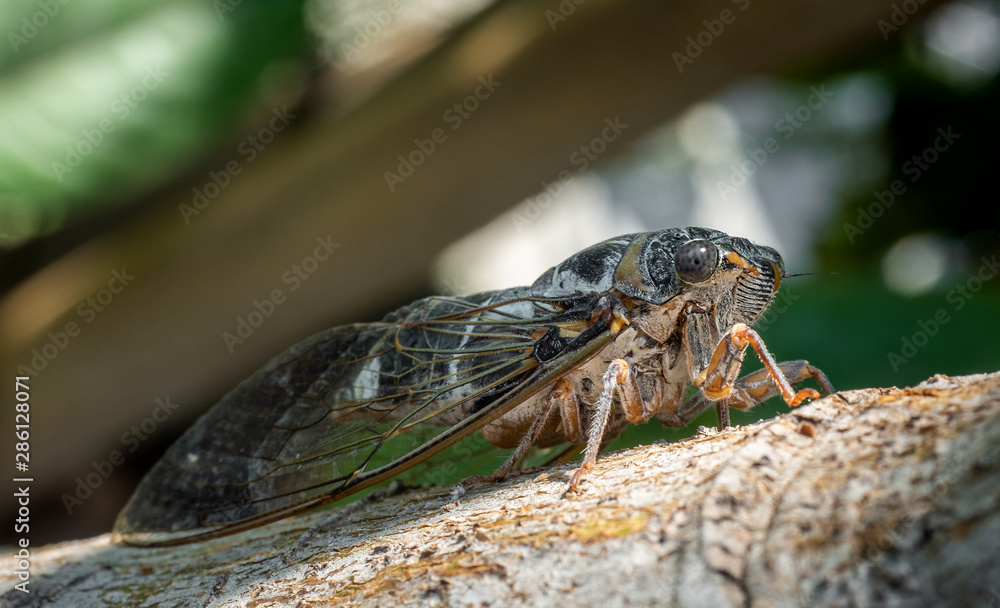 zikade auf einem ast