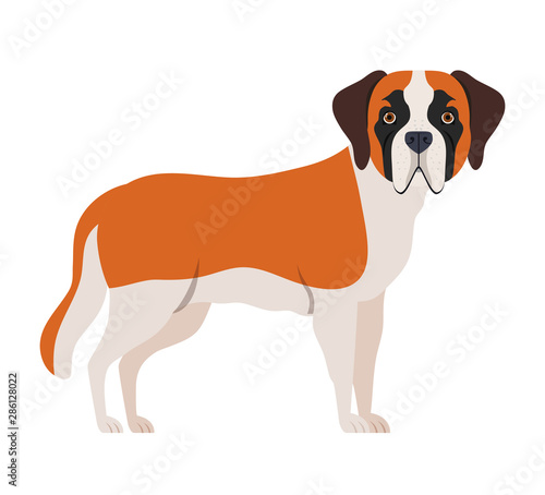cute san bernardo dog on white background