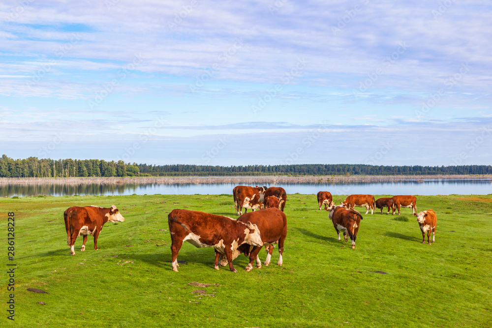 Cows on a meadow by a lake Cows on a meadow by a lake