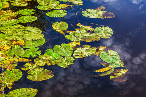 Lily pads floating on the water and reflecting clouds in the water