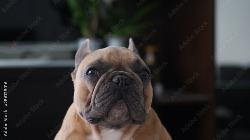 A little sad and shy bulldog looking up at you