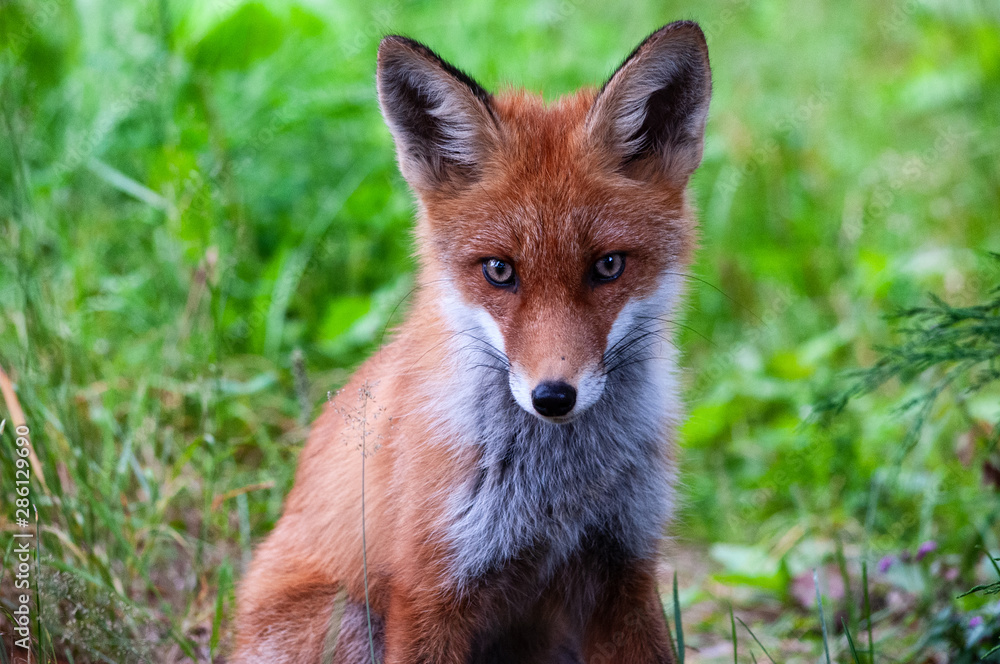 young wild red fox on green grass