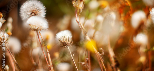  panorama of a field of wild white dandelions in a field of beautiful grass on a green blurred summer bokeh background in the sun