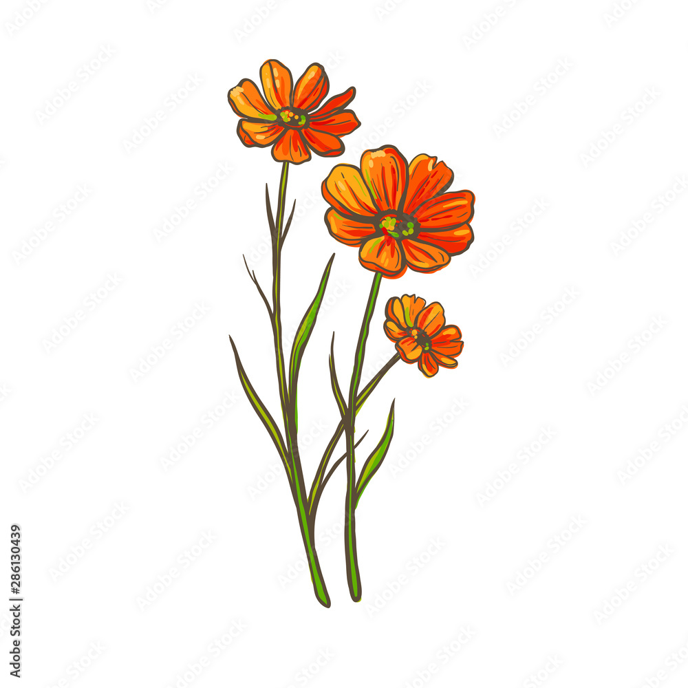 Beautiful hand-drawn orange anemone flowers isolated on white. Vector floral illustration.