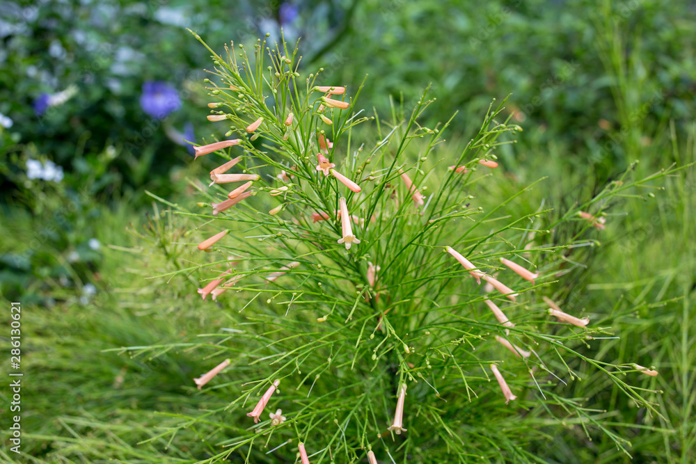Fountain Plant pink color flower. Fountain Plant pink color flower.