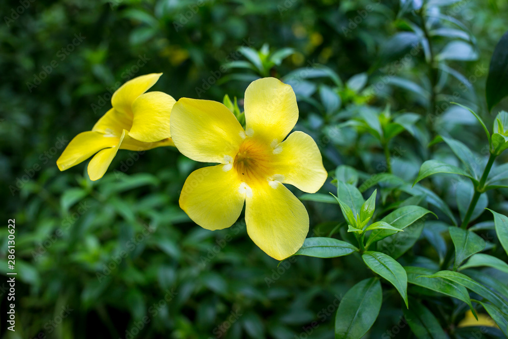 Obraz premium Golden Trumpet yellow color, focus selective.