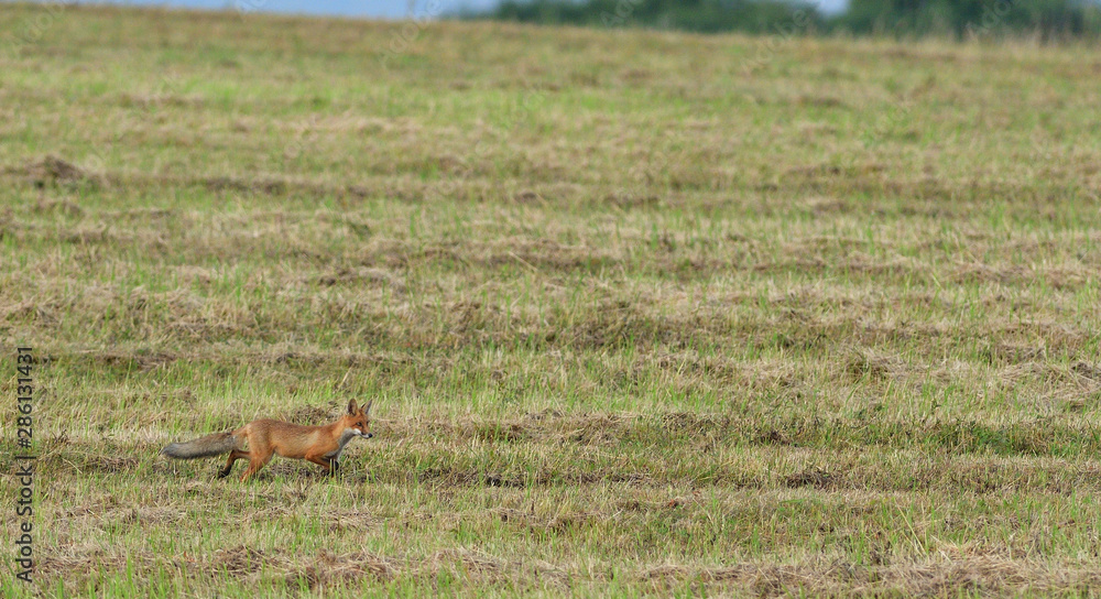 wild red fox walking on the meadow looking for food wild red fox walking on the meadow looking for food