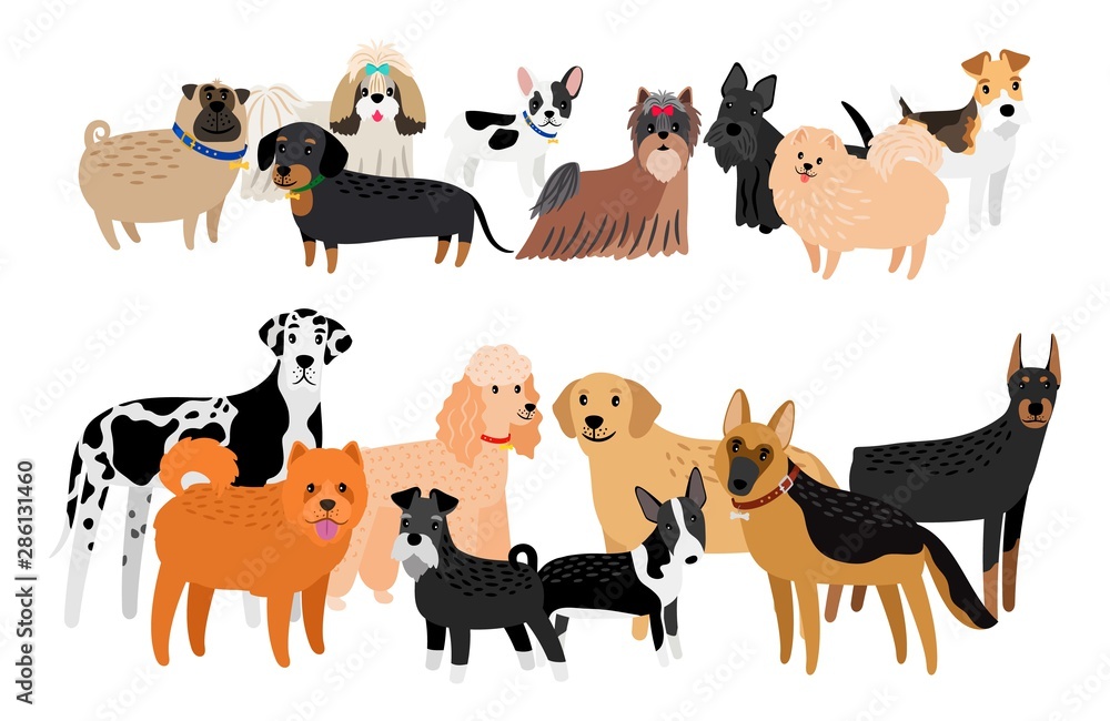 Obraz premium Different dogs breeds image. Vector cartoon group of dogs, cute labrador and yorkshare terrier, friendly doberman and funny chihuahua doggie character collection