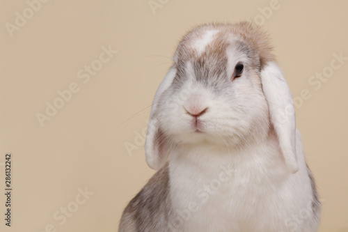 White eared minilop rabbit on a light background